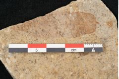 Foto (Detailansicht) von Quercus palaeoilex Ettingshausen (NHMW-GEO-2024-0188-6380)